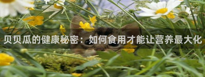 贝贝瓜可以炒着吃吗：贝贝瓜的健康秘密：如何食用才能让营养最大化
