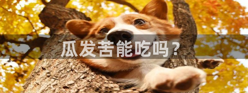 911爆料网红吃瓜：瓜发苦能吃吗？